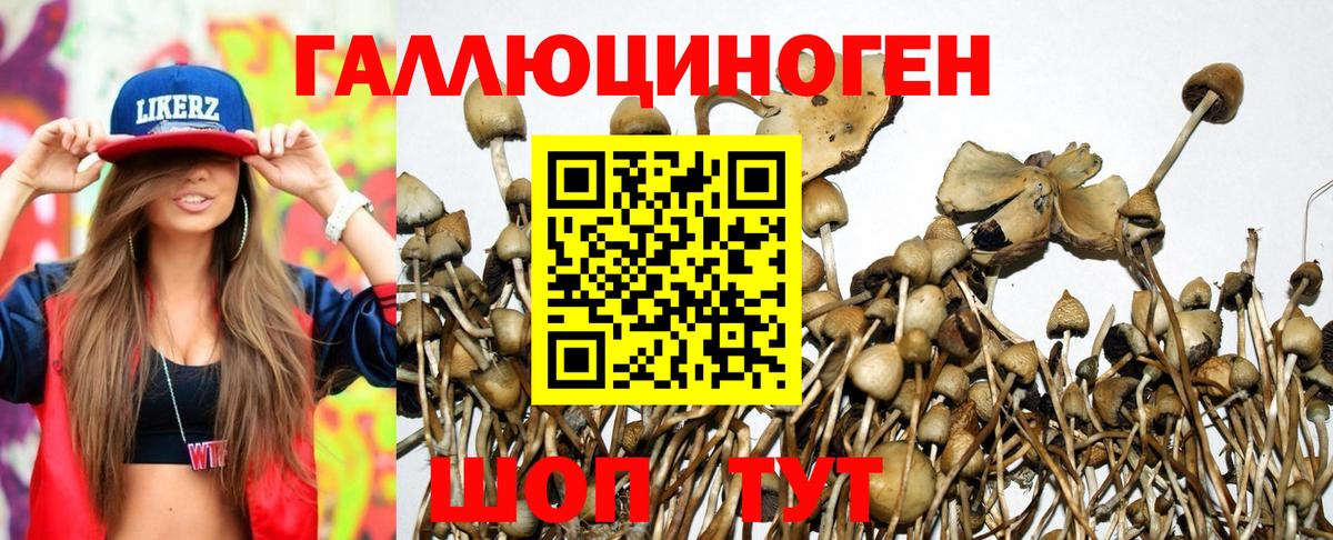 Галлюциногенные грибы Cubensis Новоалександровск